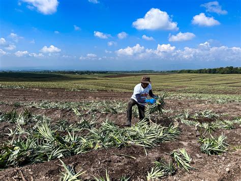 Dole Philippines' journey: From connectivity .